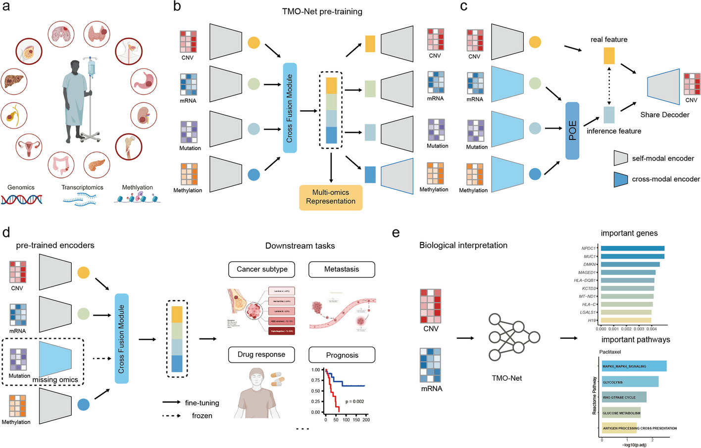 TMO-Net: an explainable pretrained multi-omics model for multi-task learning in oncology