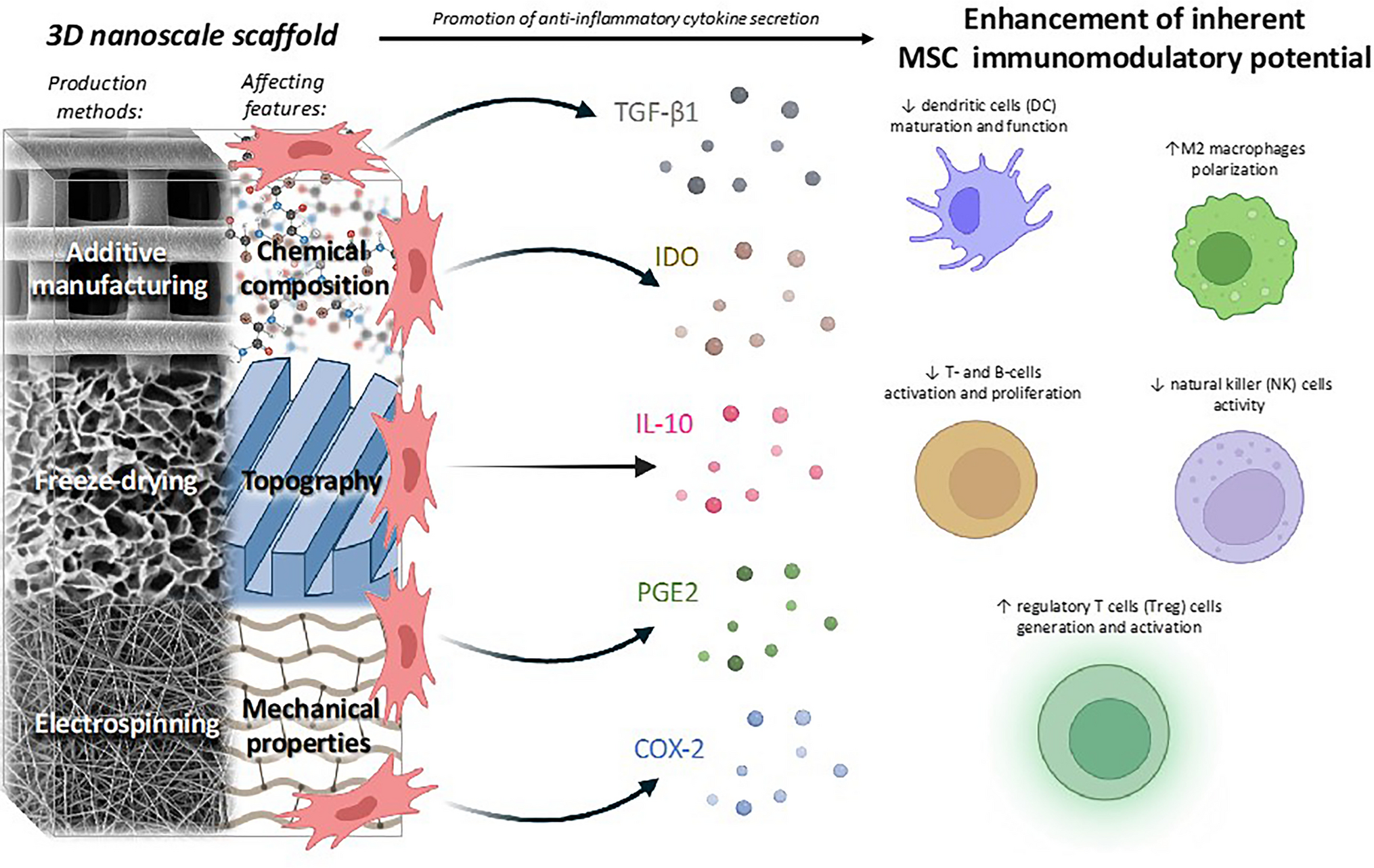 Mesenchymal Stromal Cell Immunomodulatory Potential for Orthopedic Applications can be fine-tuned via 3D nano-engineered Scaffolds