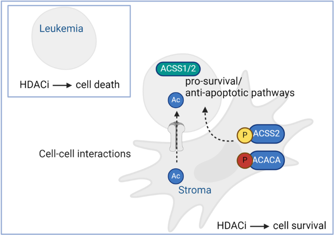 Proteomic profiling reveals ACSS2 facilitating metabolic support in acute myeloid leukemia