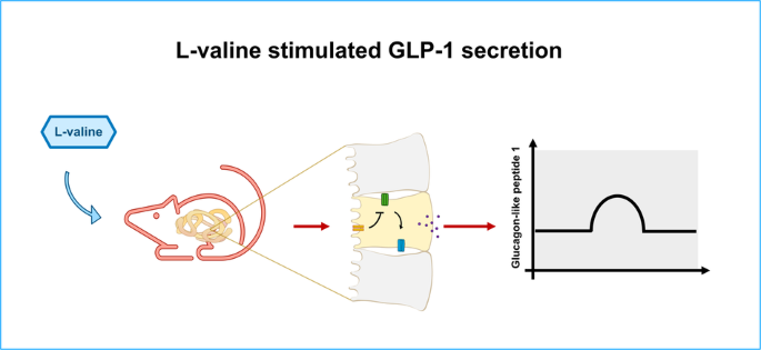 l-valine is a powerful stimulator of GLP-1 secretion in rodents and stimulates secretion through ATP-sensitive potassium channels and voltage-gated calcium channels