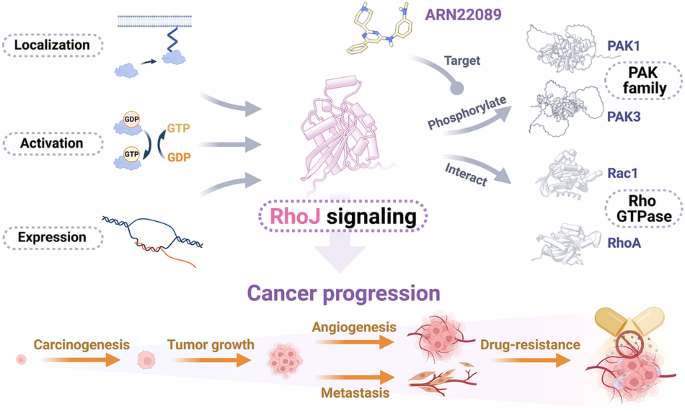 RhoJ: an emerging biomarker and target in cancer research and treatment