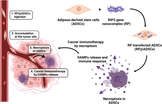Human adipose-derived stem cells genetically programmed to induce necroptosis for cancer immunotherapy