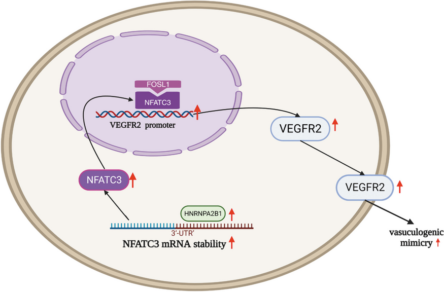 HNRNPA2B1 stabilizes NFATC3 levels to potentiate its combined actions with FOSL1 to mediate vasculogenic mimicry in GBM cells
