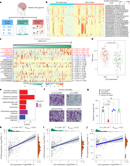 Tumour microenvironment programming by an RNA–RNA-binding protein complex creates a druggable vulnerability in IDH-wild-type glioblastoma