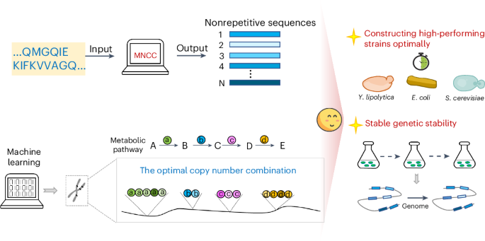 Optimizing multicopy chromosomal integration for stable high-performing strains