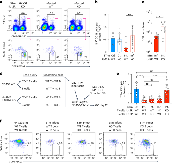 IL-12 induces a B cell-intrinsic IL-12/IFNγ feed-forward loop promoting extrafollicular B cell responses