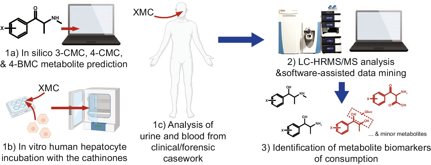 3-CMC, 4-CMC, and 4-BMC Human Metabolic Profiling: New Major Pathways to Document Consumption of Methcathinone Analogues?