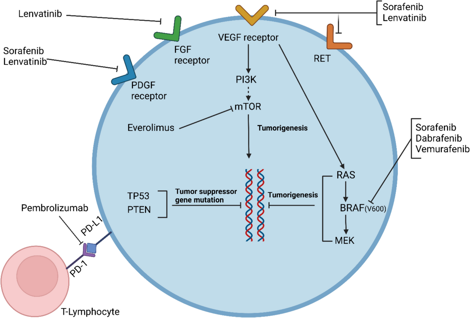 Promising Therapeutic Targets for Recurrent/Metastatic Anaplastic Thyroid Cancer