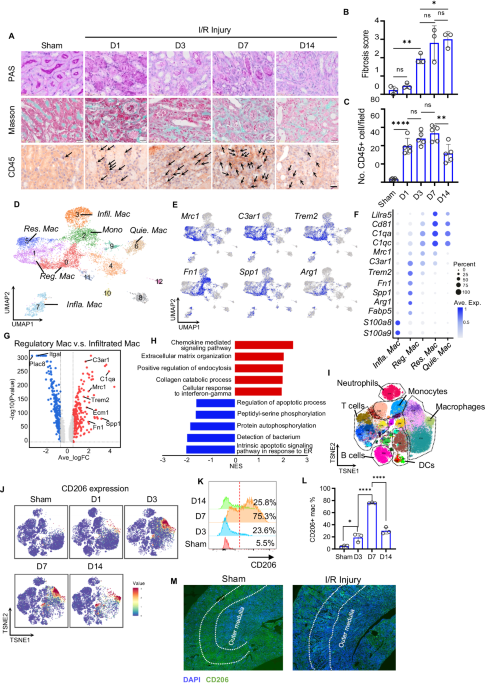 Depleting profibrotic macrophages using bioactivated in vivo assembly peptides ameliorates kidney fibrosis