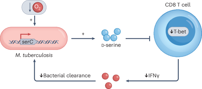 Mycobacterial d-serine impairs TB control