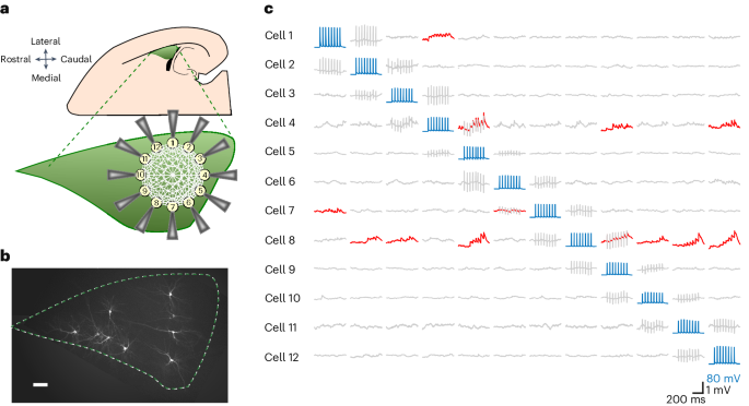 Fear learning induces synaptic potentiation between engram neurons in the rat lateral amygdala