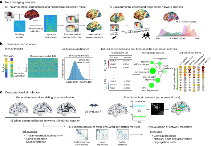 A shifting role of thalamocortical connectivity in the emergence of cortical functional organization
