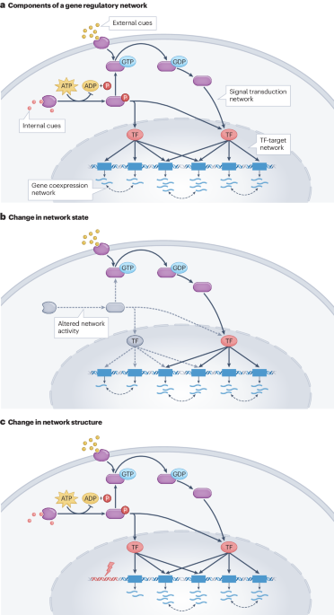 Gene regulatory networks in disease and ageing