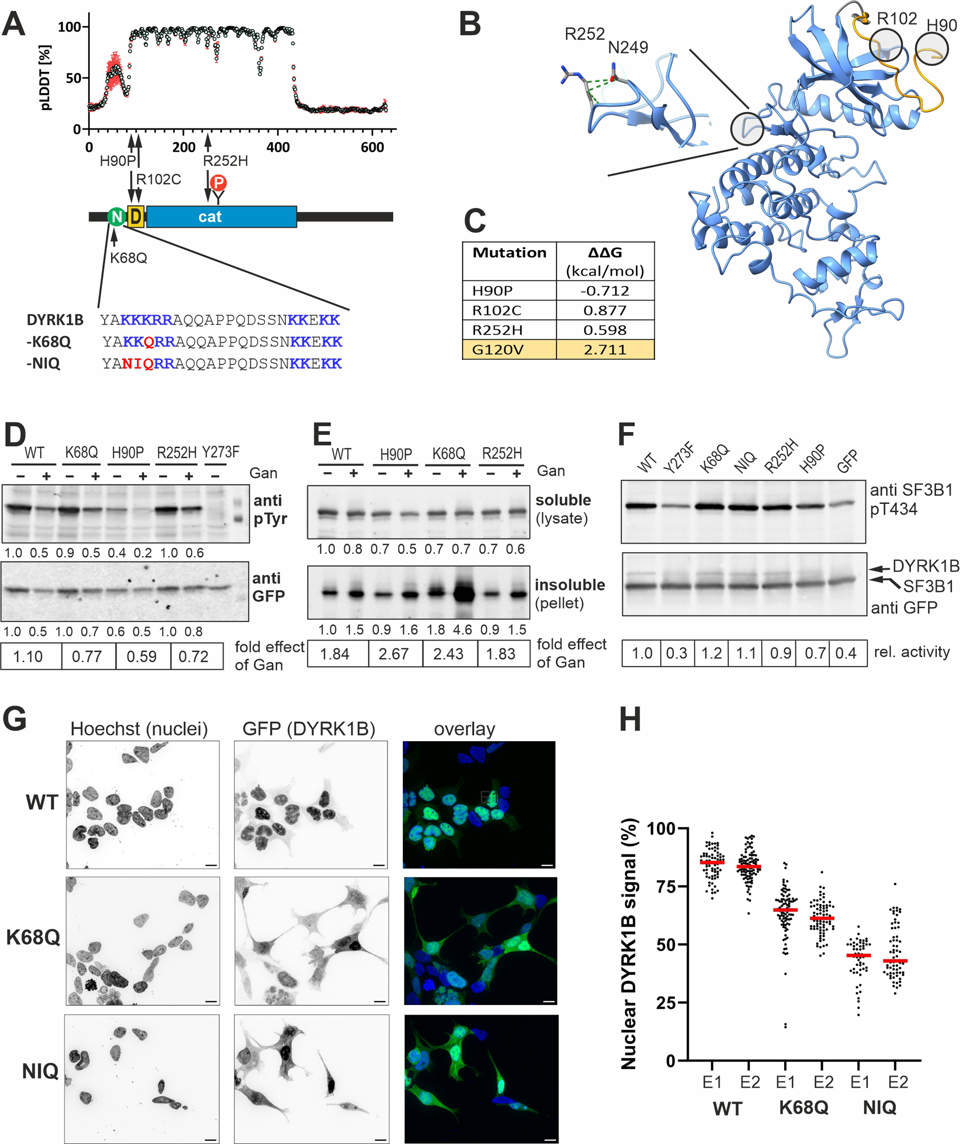 Functional characterization of two DYRK1B variants causative of AOMS3