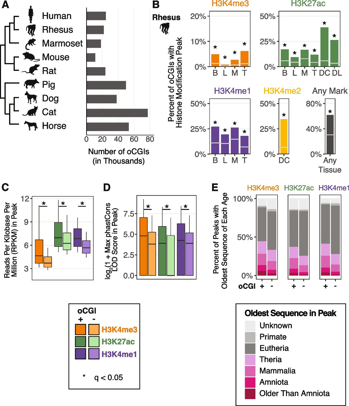 CpG island turnover events predict evolutionary changes in enhancer activity