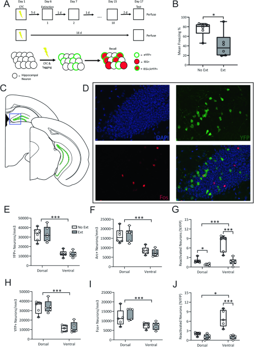 Extinction training suppresses activity of fear memory ensembles across the hippocampus and alters transcriptomes of fear-encoding cells