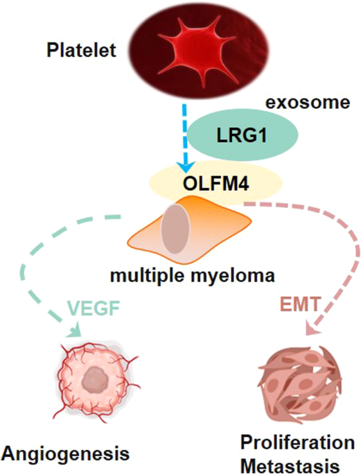 Activated platelet-derived exosomal LRG1 promotes multiple myeloma cell growth