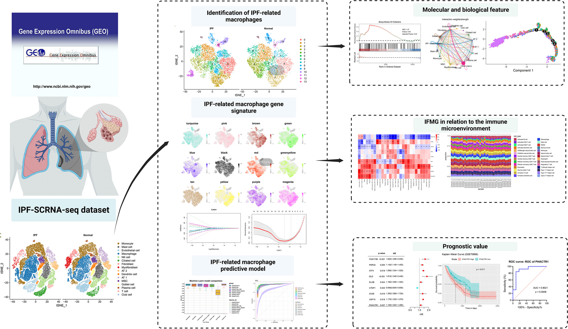 IPF-related new macrophage subpopulations and diagnostic biomarker identification - combine machine learning with single-cell analysis