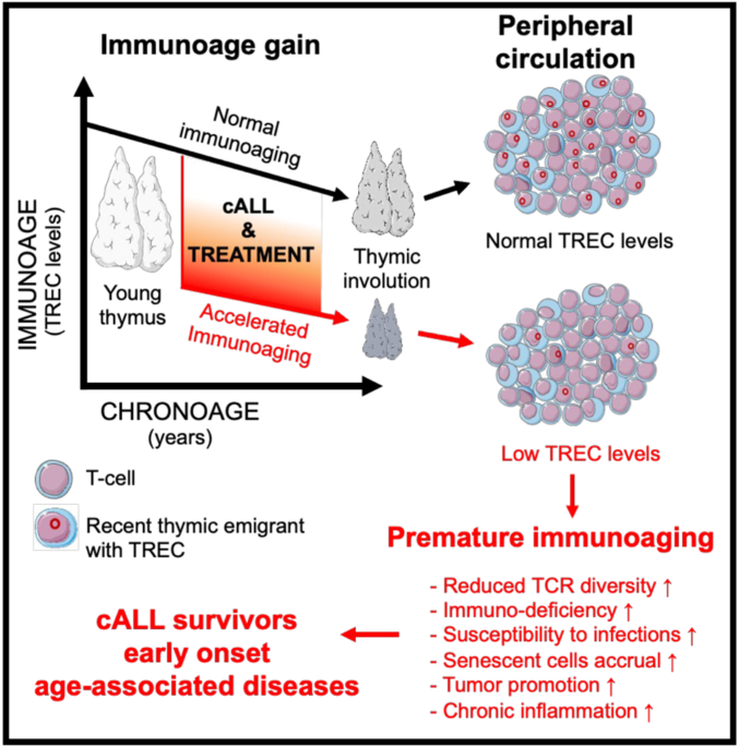 Premature thymic functional senescence is a hallmark of childhood acute lymphoblastic leukemia survivorship