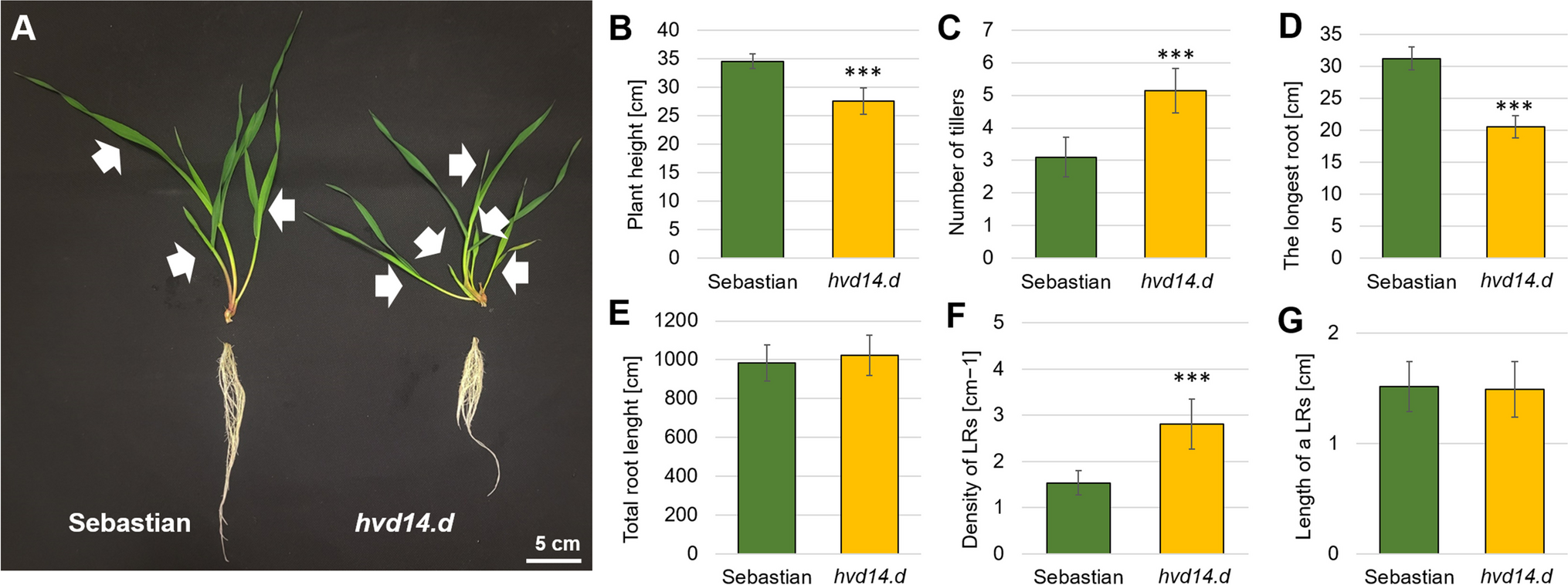 Strigolactone insensitivity affects differential shoot and root transcriptome in barley