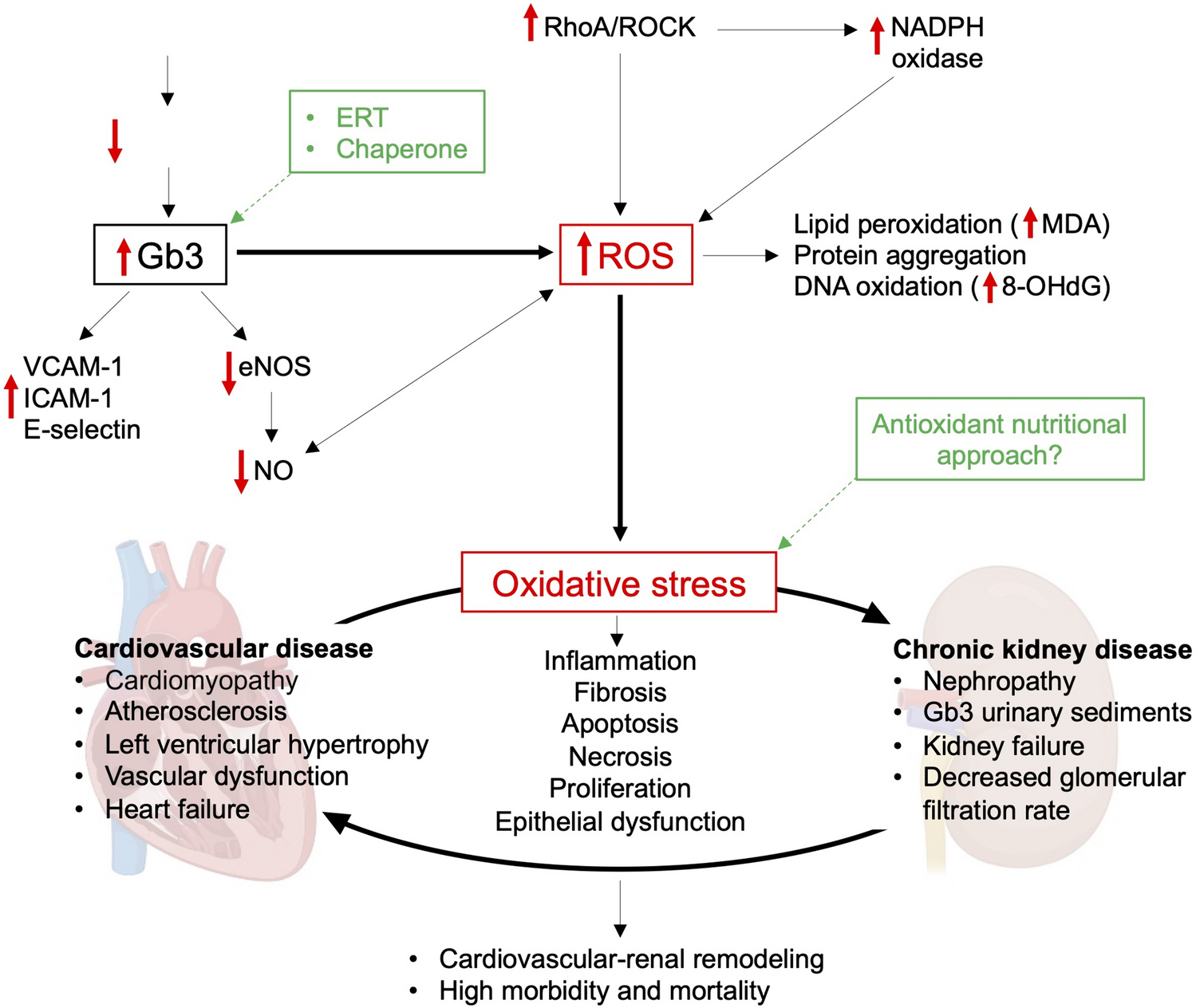 Oxidative stress and its role in Fabry disease