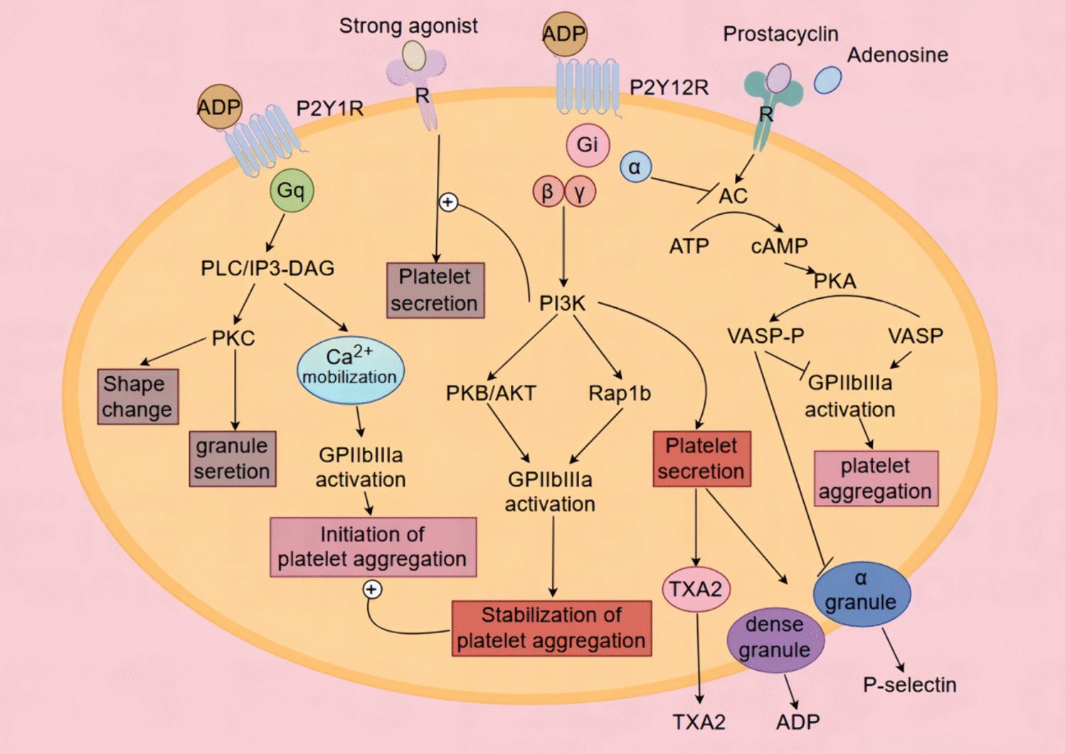 Role and recent progress of P2Y12 receptor in cancer development