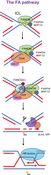 Deciphering the role of post-translational modifications in fanconi anemia proteins and their influence on tumorigenesis