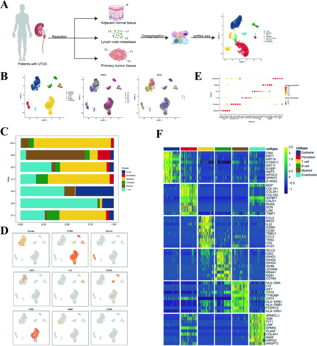 ScRNA-seq revealed the tumor microenvironment heterogeneity related to the occurrence and metastasis in upper urinary tract urothelial carcinoma
