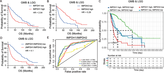 Lower ratio of IMPDH1 to IMPDH2 sensitizes gliomas to chemotherapy