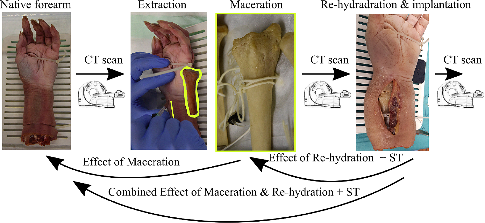 Effect of hot water maceration, rehydration, and soft tissue presence on 3D geometry of bone