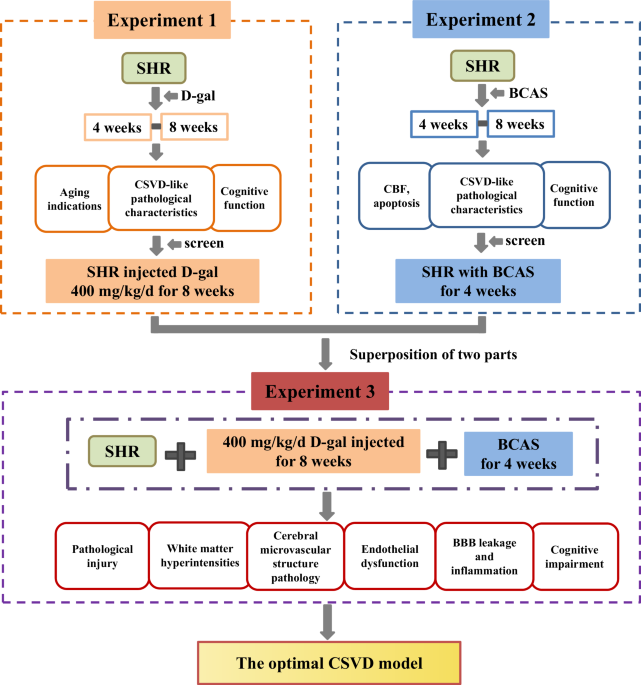 A novel rat model of cerebral small vessel disease based on vascular risk factors of hypertension, aging, and cerebral hypoperfusion