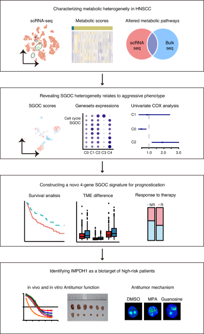 Integrative single-cell and bulk transcriptomes analyses reveals heterogeneity of serine-glycine-one-carbon metabolism with distinct prognoses and therapeutic vulnerabilities in HNSCC