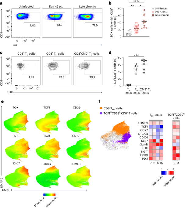 Distinct SIV-specific CD8+ T cells in the lymph node exhibit simultaneous effector and stem-like profiles and are associated with limited SIV persistence