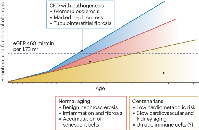 Healthy ageing and the kidney — lessons from centenarians