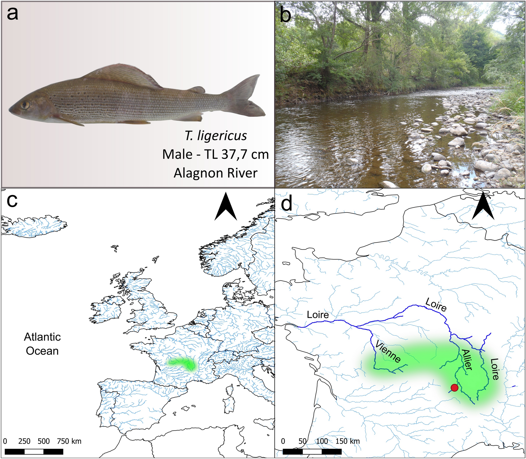 A multi-tissue de novo transcriptome assembly and relative gene expression of the vulnerable freshwater salmonid Thymallus ligericus