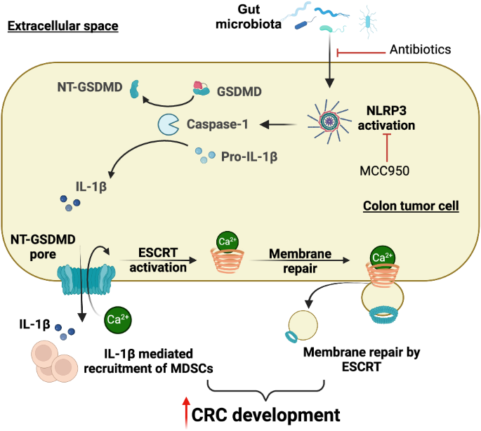Gut microbiota-mediated activation of GSDMD ignites colorectal tumorigenesis