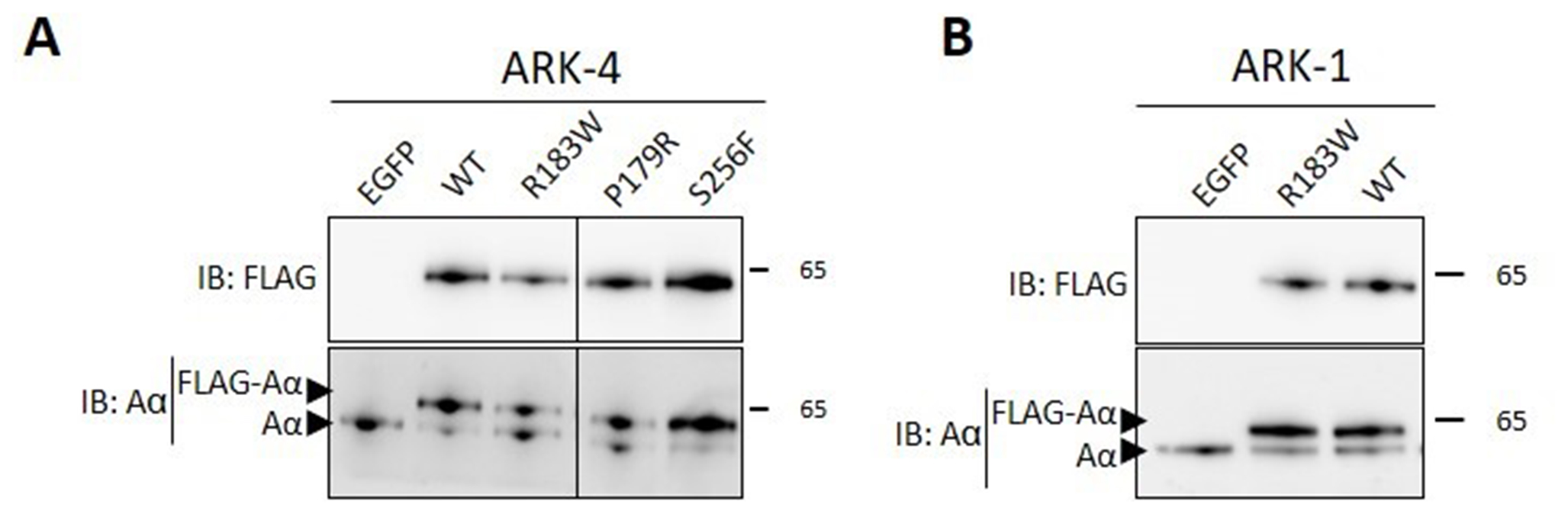 The PPP2R1A cancer hotspot mutant p.R183W increases clofarabine resistance in uterine serous carcinoma cells by a gain-of-function mechanism