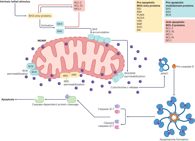 Mitochondria and cell death