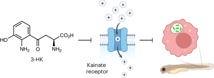 3-Hydroxykynurenine targets kainate receptors to promote defense against infection