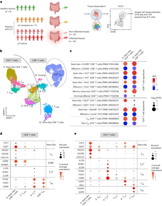 Stem-like T cells are associated with the pathogenesis of ulcerative colitis in humans