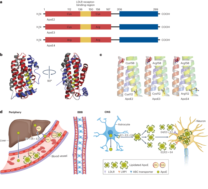 Apolipoprotein E in Alzheimer’s disease trajectories and the next-generation clinical care pathway