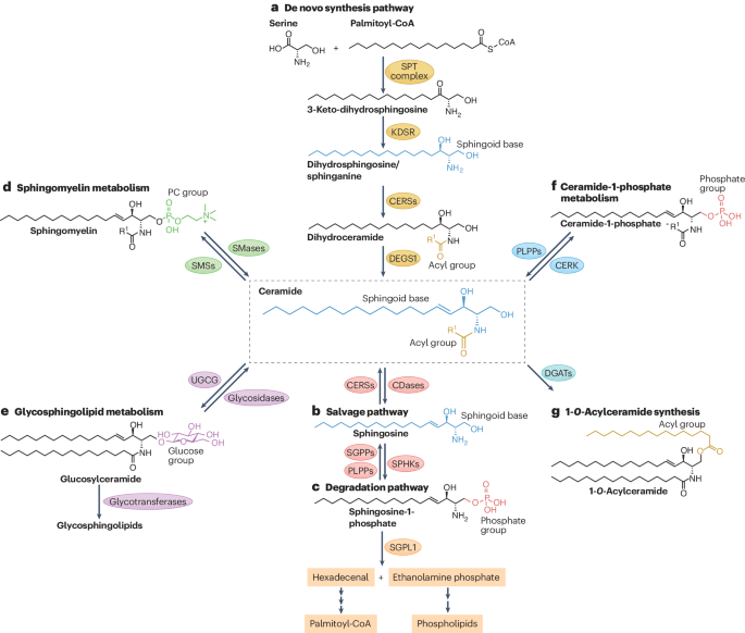 Regulation of cellular and systemic sphingolipid homeostasis