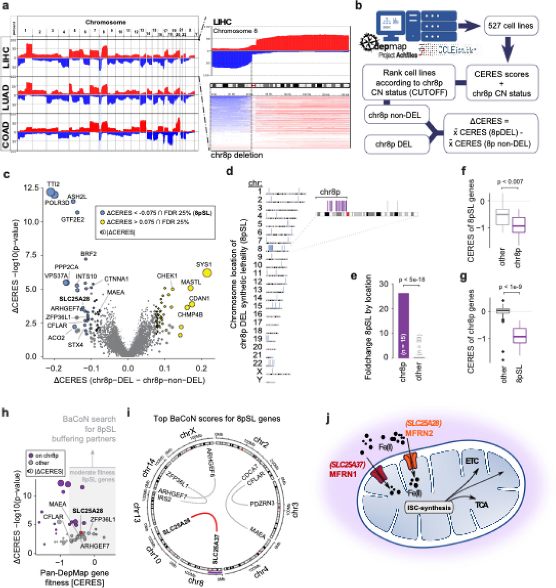 Mitoferrin2 is a synthetic lethal target for chromosome 8p deleted cancers