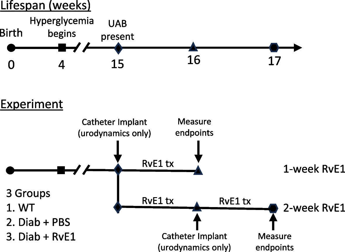 Specialized pro-resolution mediators in the bladder: effects of resolvin E1 on diabetic bladder dysfunction in the type 1 diabetic male Akita mouse model