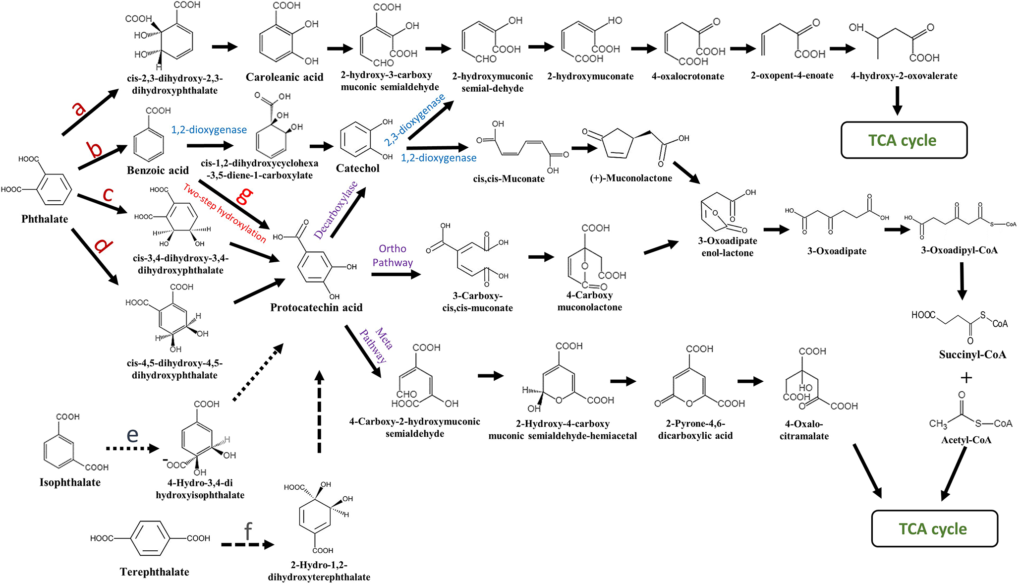 Mechanisms and high-value applications of phthalate isomers degradation pathways in bacteria