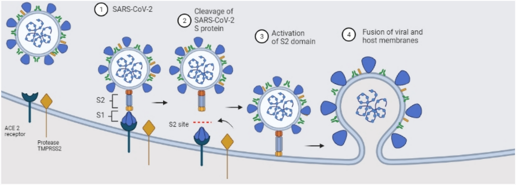 SARS-CoV-2 Associated Impact on Reproductive Health: A Global Perspective