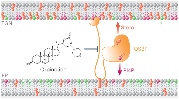 Orpinolide disrupts a leukemic dependency on cholesterol transport by inhibiting OSBP
