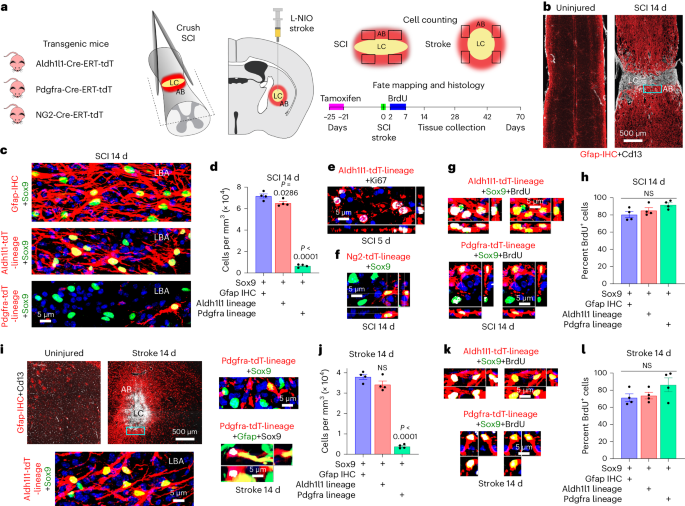 Derivation and transcriptional reprogramming of border-forming wound repair astrocytes after spinal cord injury or stroke in mice