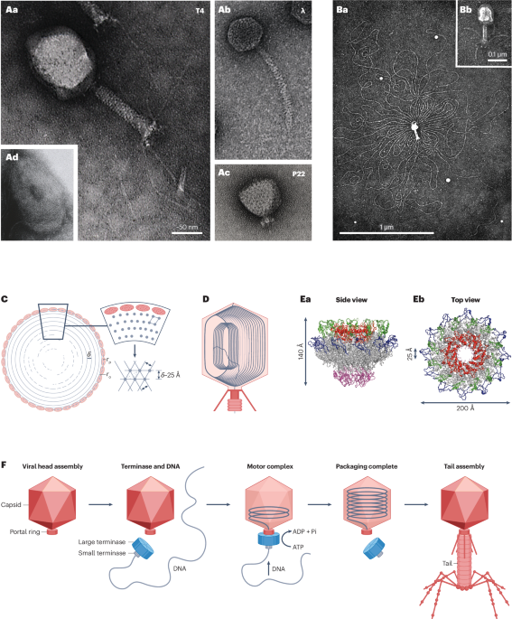 DNA packaging by molecular motors: from bacteriophage to human chromosomes