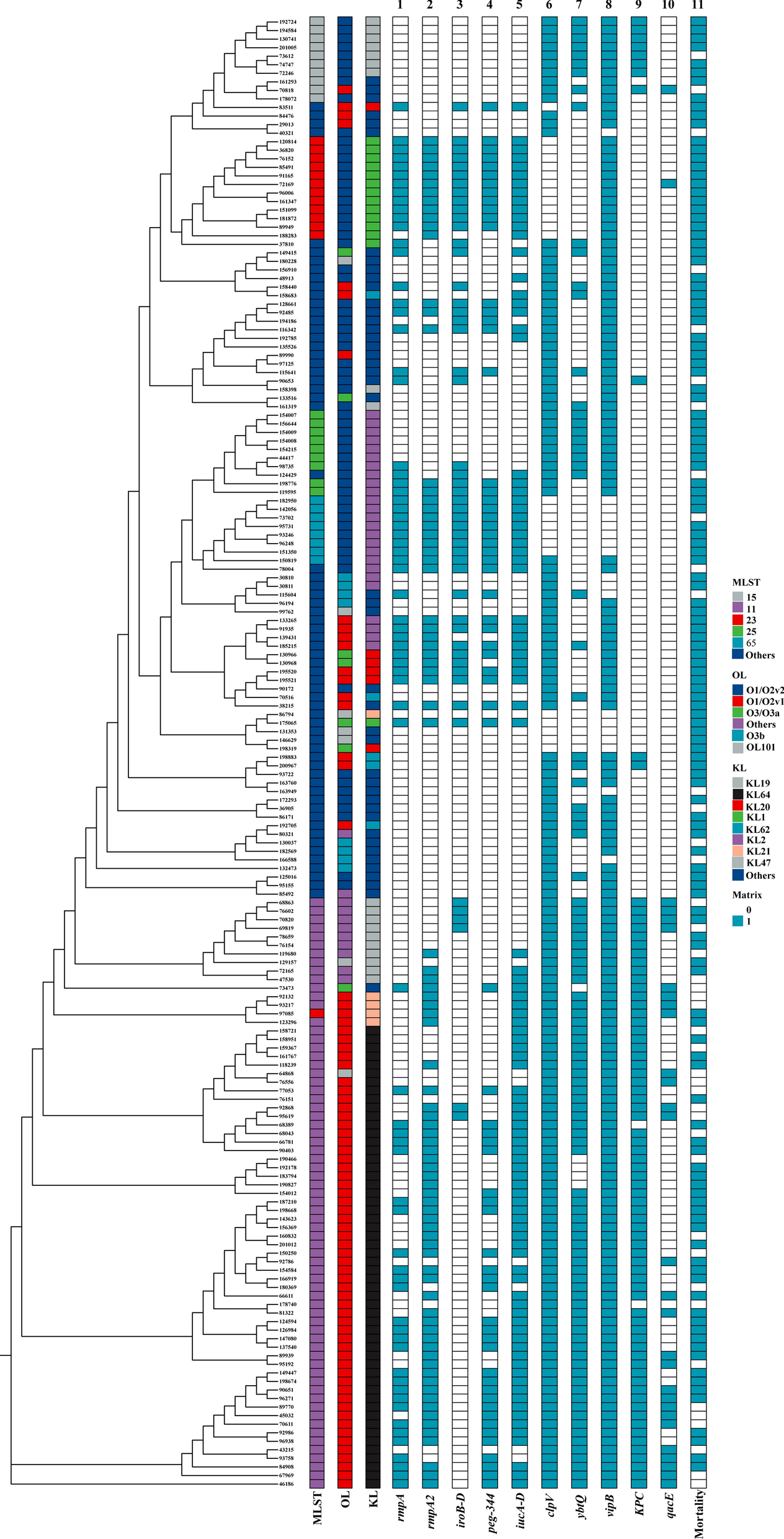 Genomic and immunocyte characterisation of bloodstream infection caused by Klebsiella pneumoniae